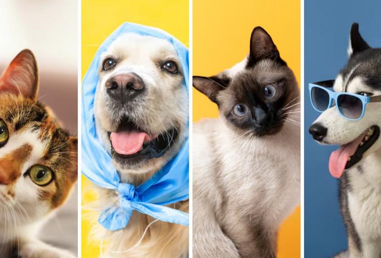 Vacunación gratis para mascotas en Bogotá: aproveche y lleve a su peludo
