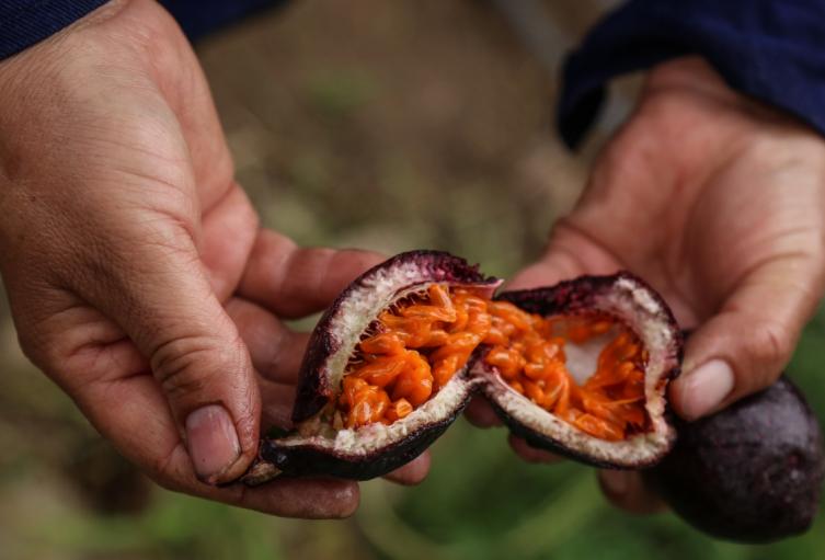 Alimentos en Corabastos Alimentos en Corabastos