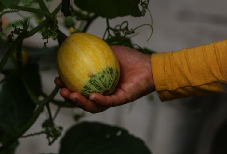 Alimentos en Corabastos Alimentos en Corabastos