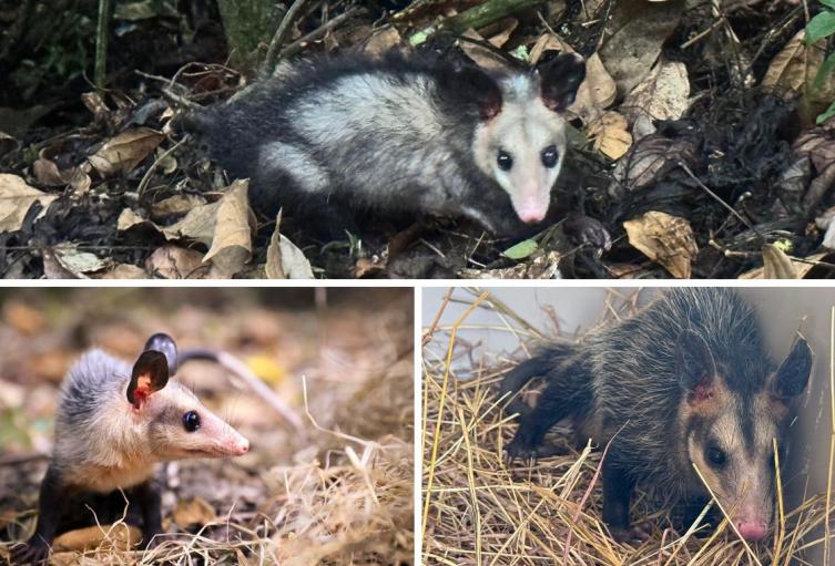 11 animales silvestres rehabilitados por la CAR: iniciaron nueva vida en Pacho 11 animales silvestres rehabilitados por la CAR: iniciaron nueva vida en Pacho