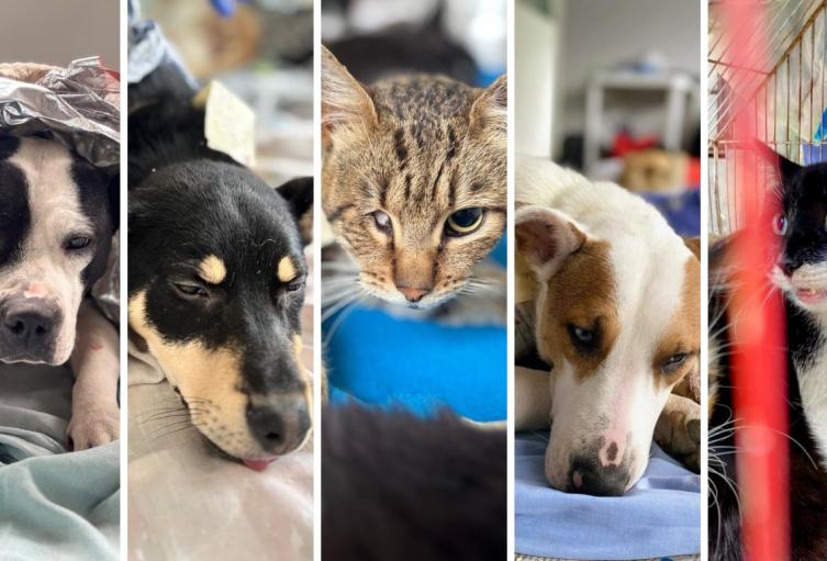 Apadrine a un animal vulnerable: con un aporte pequeño salvará muchas vidas
