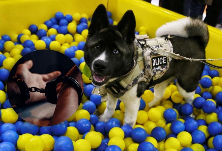 Mascotas víctimas de maltratador de animales