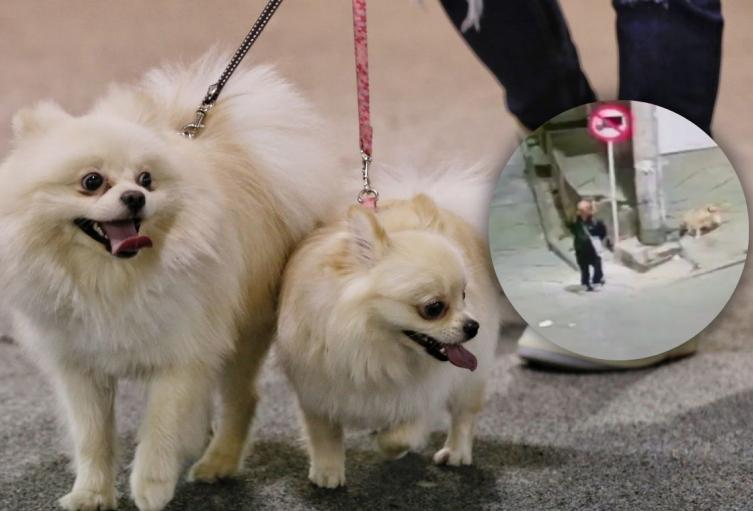 Capturan a agresor de mascotas en Bogotá Mascotas en Bogotá asechadas por agresor en Bogotá