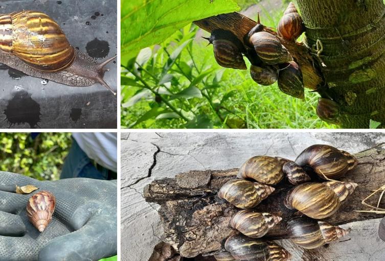 Tonelada de caracol africano fue erradicada: ponía en riesgo su salud Tonelada de caracol africano fue erradicada: ponía en riesgo su salud