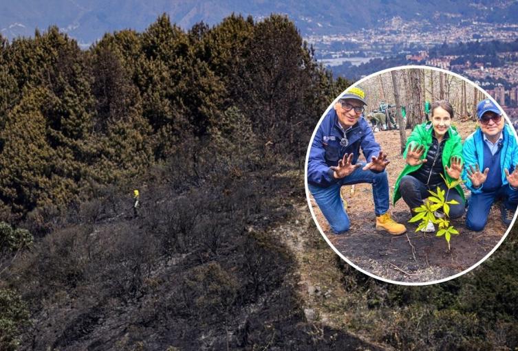 Cerros Orientales reverdecen: la siembra equivale a 41 canchas de fútbol