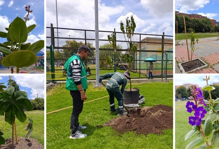 Colegio de Bosa estrena 156 nuevos árboles: estudiantes son sus guardianes