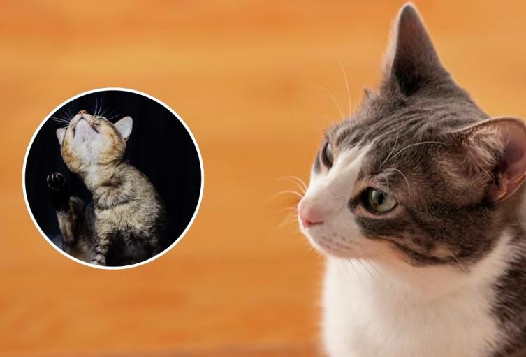 Vinagre contra pulgas en gatos: método barato que muchos recomiendan Vinagre contra pulgas en gatos: método barato que muchos recomiendan
