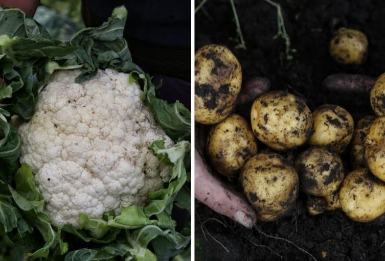 Precios en Corabastos hoy 17 de septiembre de 2025: alimentos que más bajaron de precio este miércoles