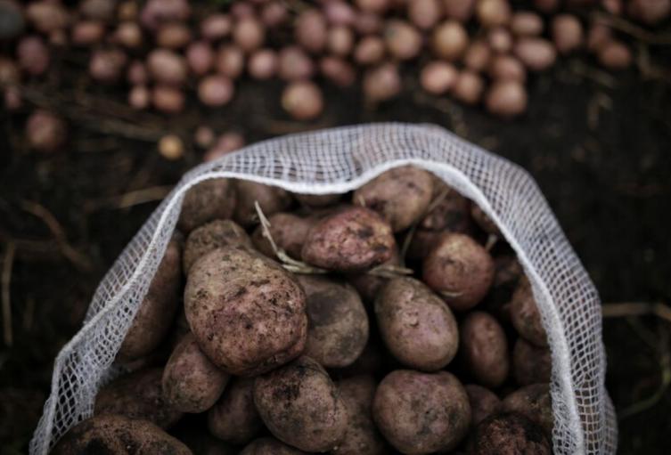 Precios en Corabastos hoy 18 de septiembre: alimentos que más bajaron este jueves