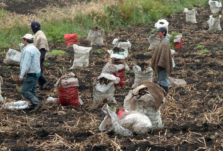 Cultivadores de papa