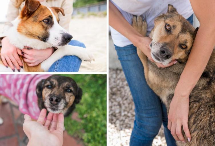 Día del Perro Adoptado: claves para ganarse la confianza de su peludo Día del Perro Adoptado: claves para ganarse la confianza de su peludo