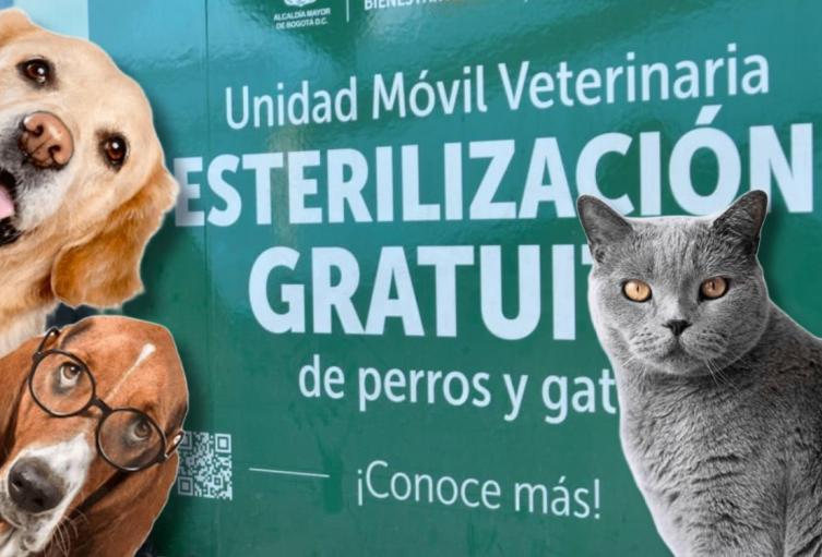 Esterilización de mascotas en septiembre: más de 2.000 cupos gratis Esterilización de mascotas en septiembre: más de 2.000 cupos gratis