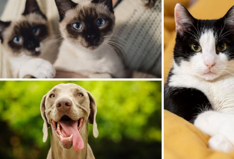 Distrito ofrece esterilización gratis para 10.000 mascotas en octubre