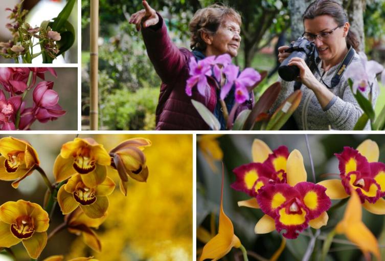Jardín Botánico se viste de orquídeas: Bogotá brillará con exposición Jardín Botánico se viste de orquídeas: Bogotá brillará con exposición
