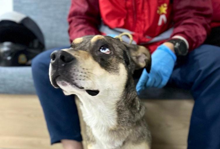 Autoridades intervienen caso de perro y gato usados para pedir dinero en el transporte público