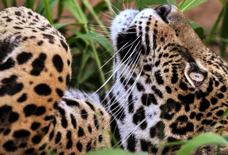 Jaguar del río Bogotá fue rescatado con éxito: CAR confirmó que está a salvo Jaguar del río Bogotá fue rescatado con éxito: CAR confirmó que está a salvo