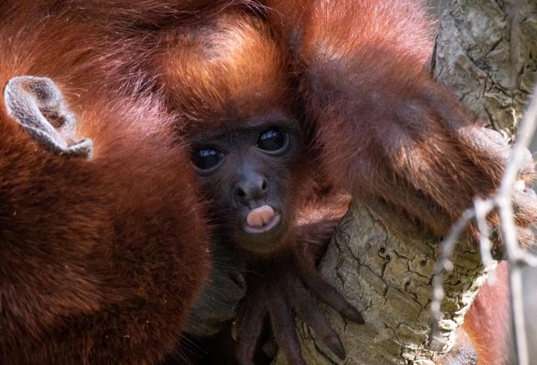 Rescatan a mono aullador bebé que estaba en cautiverio en Fontibón