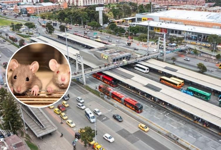 Enormes ratas en zona de comidas del portal de TransMilenio calle 170 Enormes ratas en zona de comidas del portal de TransMilenio calle 170