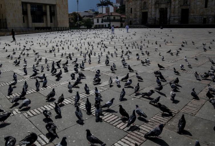 Palomas de la Plaza de Bolívar Palomas alojadas en la Plaza de Bolívar
