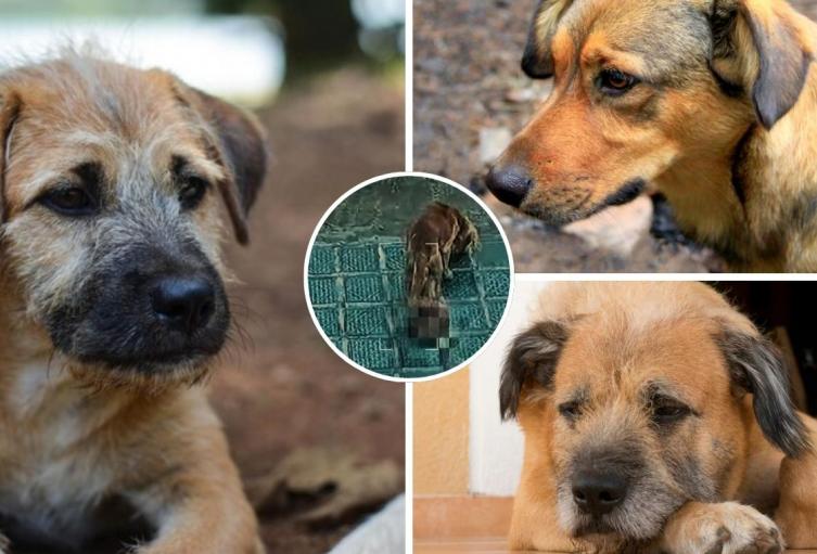 Perrito con masa cancerosa fue rescatado, sin agua ni comida, en Kennedy