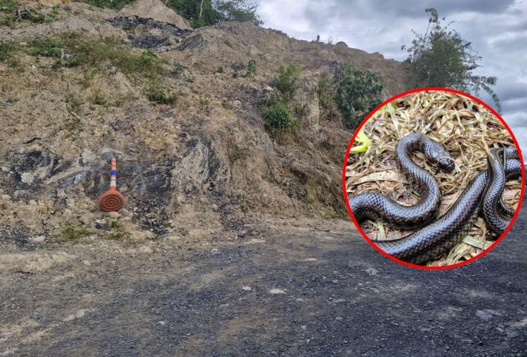 Culebra de pantano aparece en operativo contra minería ilegal en Nemocón, Cundinamarca Culebra de pantano aparece en operativo contra minería ilegal en Nemocón, Cundinamarca