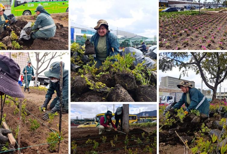 Paloquemao luce distinto: avanzan obras en las jardineras del sector Paloquemao luce distinto: avanzan obras en las jardineras del sector