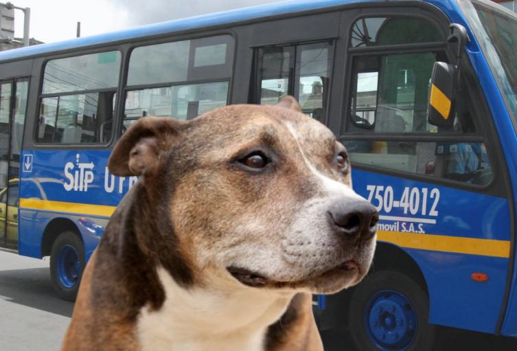 Conductor del SITP ayudó a un perrito perdido a volver con su familia (imagen de referencia)