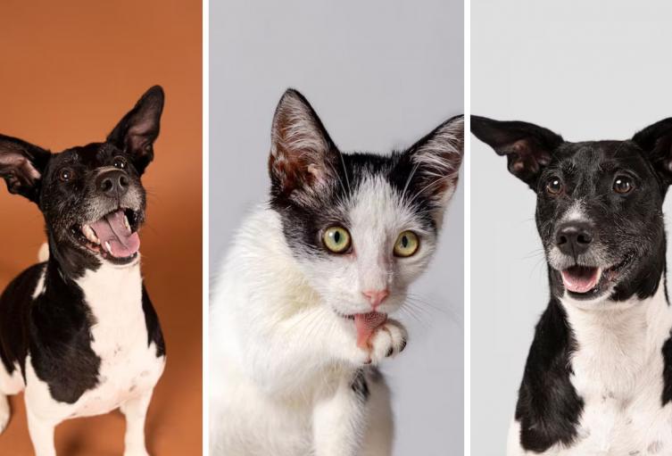 Bogotá lanza Televet: consulta veterinaria gratis sin salir de casa
