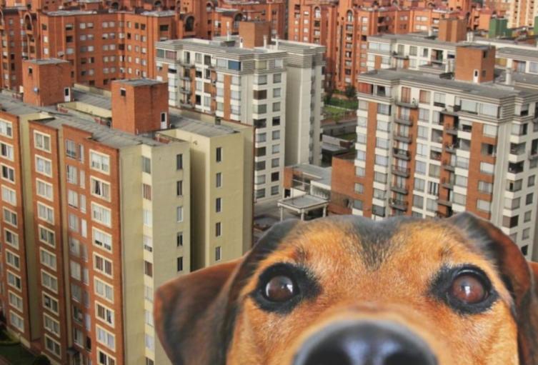 A tener mascotas listas administradores irán puerta a puerta