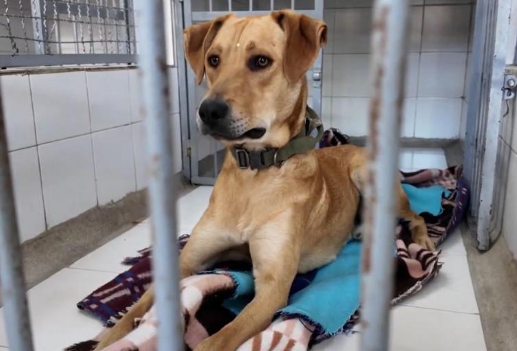 Colegio en Bogotá da ejemplo crea hogar de paso pa perros y gatos abanados Colegio en Bogotá da ejemplo crea hogar de paso pa perros y gatos abanados