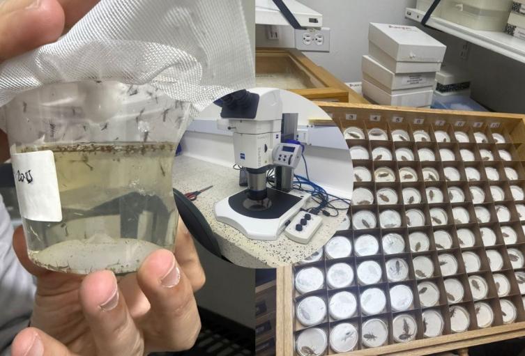 ¡Escudo anti-dengue! Rey estrena logro clave contra mosquitos