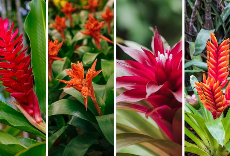 Bogotá se llena de color con la IV Exposición de Bromelias en el Jardín Botánico Bogotá se llena de color con la IV Exposición de Bromelias en el Jardín Botánico