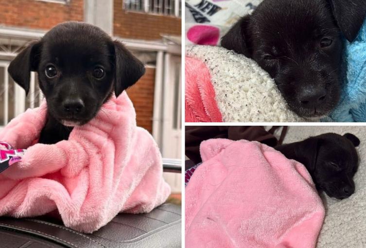 Fundación en Sibaté bajo la lupa: denuncian entrega de animales enfermos Fundación en Sibaté bajo la lupa: denuncian entrega de animales enfermos