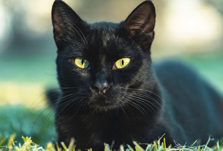Gatos negros en Halloween Gatos negros en Halloween