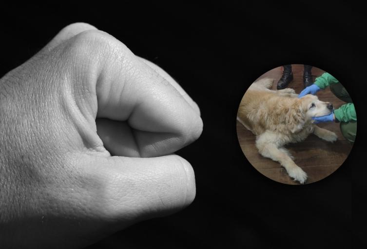 Maltrato animal Maltrato animal