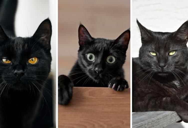 Octubre, el mes más peligroso para los gatos negros: evite tragedias