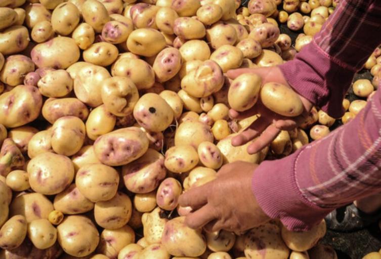Precios en Corabastos este 9 de octubre 2025 alimentos que más bajaron HOY Precios en Corabastos este 9 de octubre 2025 alimentos que más bajaron HOY