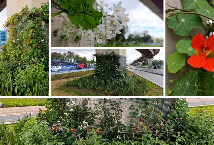 Puente de la Av. 68 con calle 26 se transforma y luce lleno de jardines Puente de la Av. 68 con calle 26 se transforma y luce lleno de jardines
