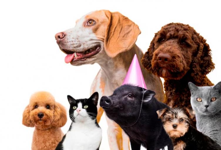 Perros y gatos serán protagonistas con la semana de protección y bienestar Animal Perros y gatos serán protagonistas con la semana de protección y bienestar Animal