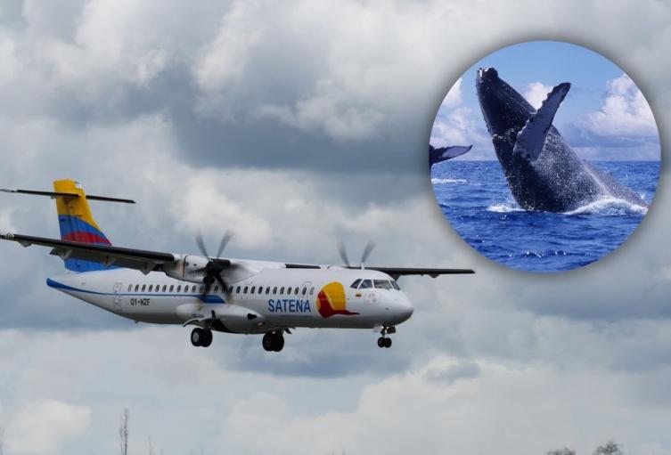 Ruta aérea para ver ballenas en el pacífico Ruta aérea para ver ballenas en el pacífico