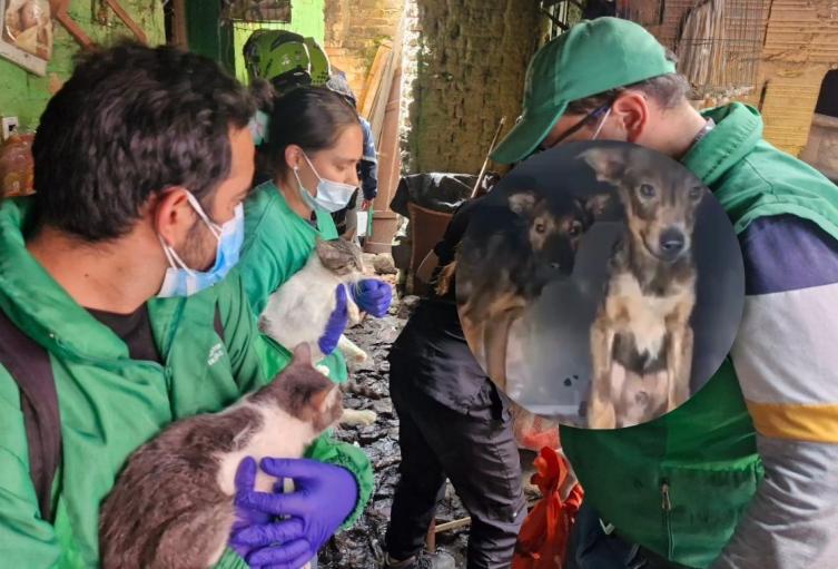 Rescatan animales abandonados