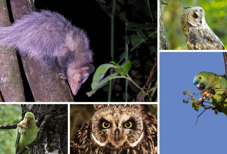 CAR libera 32 animales silvestres en Cundinamarca tras su recuperación