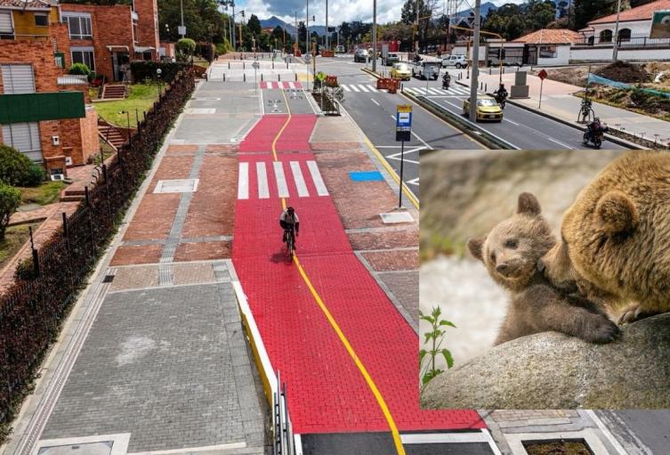 Aparece oso de anteojos con su cría en Bogotá su camino marcó huella