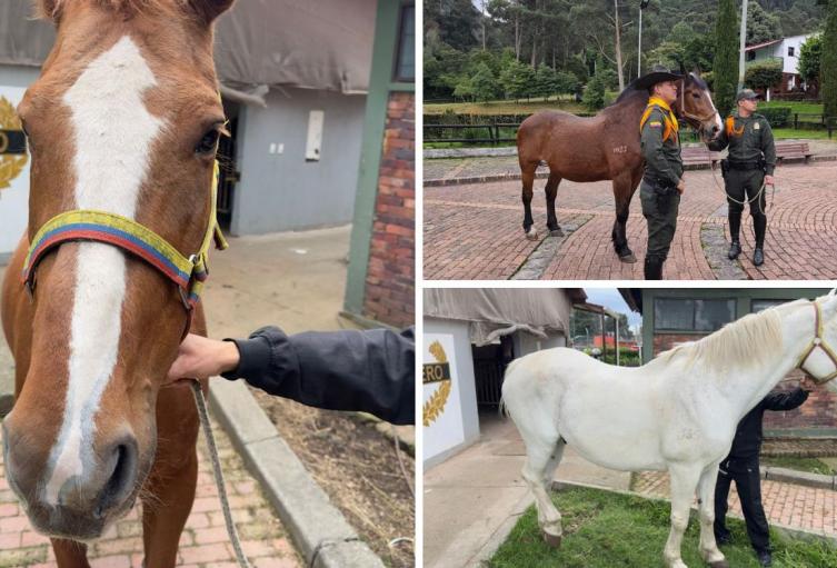 Héroes de 4 patas terminan su servicio y alegran a hogares adoptantes
