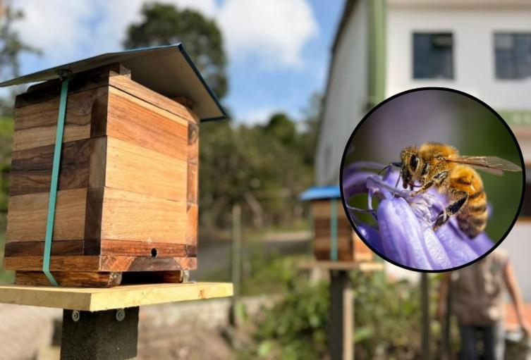 Abejas felices y seguras: Cundinamarca abre 11 hoteles para conservarlas