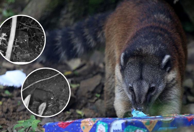 Cusumbo se paseó por el norte de Bogotá y dejó a todos con la boca abierta