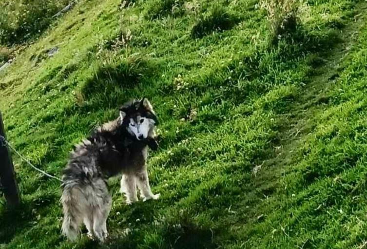 Desmantelan criadero ilegal en el sur de Bogotá: varios animales rescatados