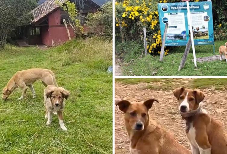 Rescatista alerta por aumento de perros ferales en el Embalse del Neusa