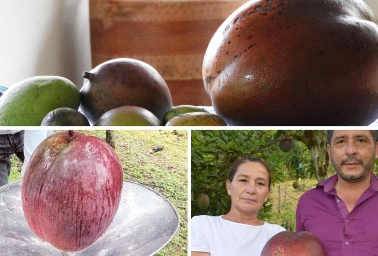 Pueblo de Boyacá rompió récord Guinness con el mango más grande del mundo