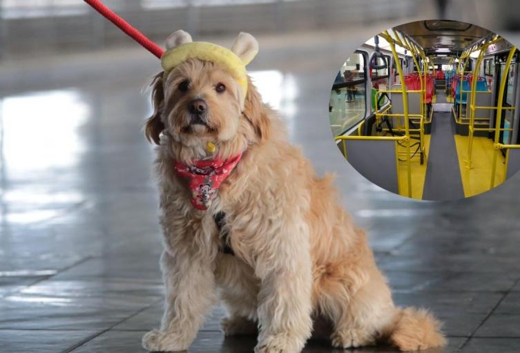 Perritos de TransMilenio con guardaespaldas sellaron nueva medida